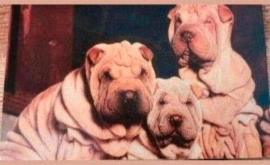 Ansichtkaart Honden - Shar Pei en Duitse Herder pup, Ophalen of Verzenden, 1980 tot heden, Gelopen, Hond of Kat