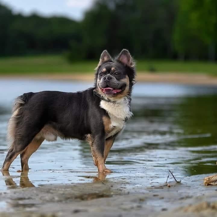 Franse bulldog fluffy dekreu ( volledig gekeurd), Parvo, Nederland, Reu, Eén hond