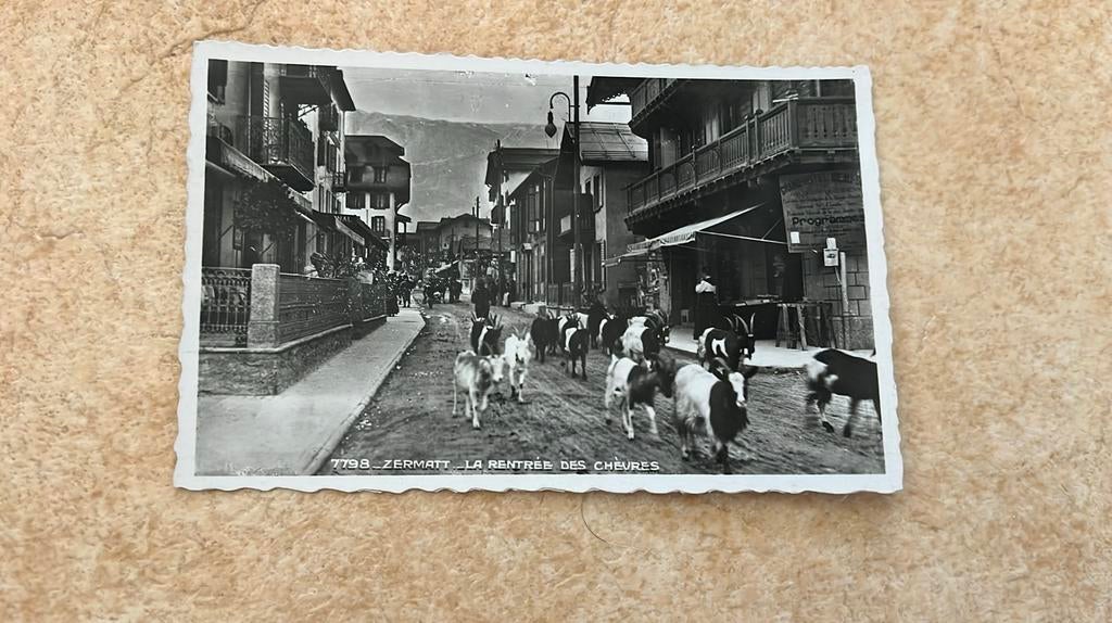 Zwitserland Zermatt terugkeer geiten/bokken door de straat, Ophalen of Verzenden, 1940 tot 1960, Ongelopen, Overig Europa