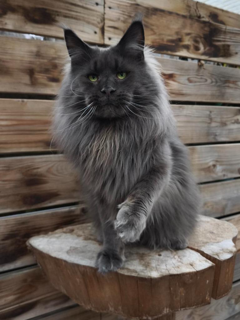 Maine coon dekkater Jason met stamboom, 3 tot 5 jaar