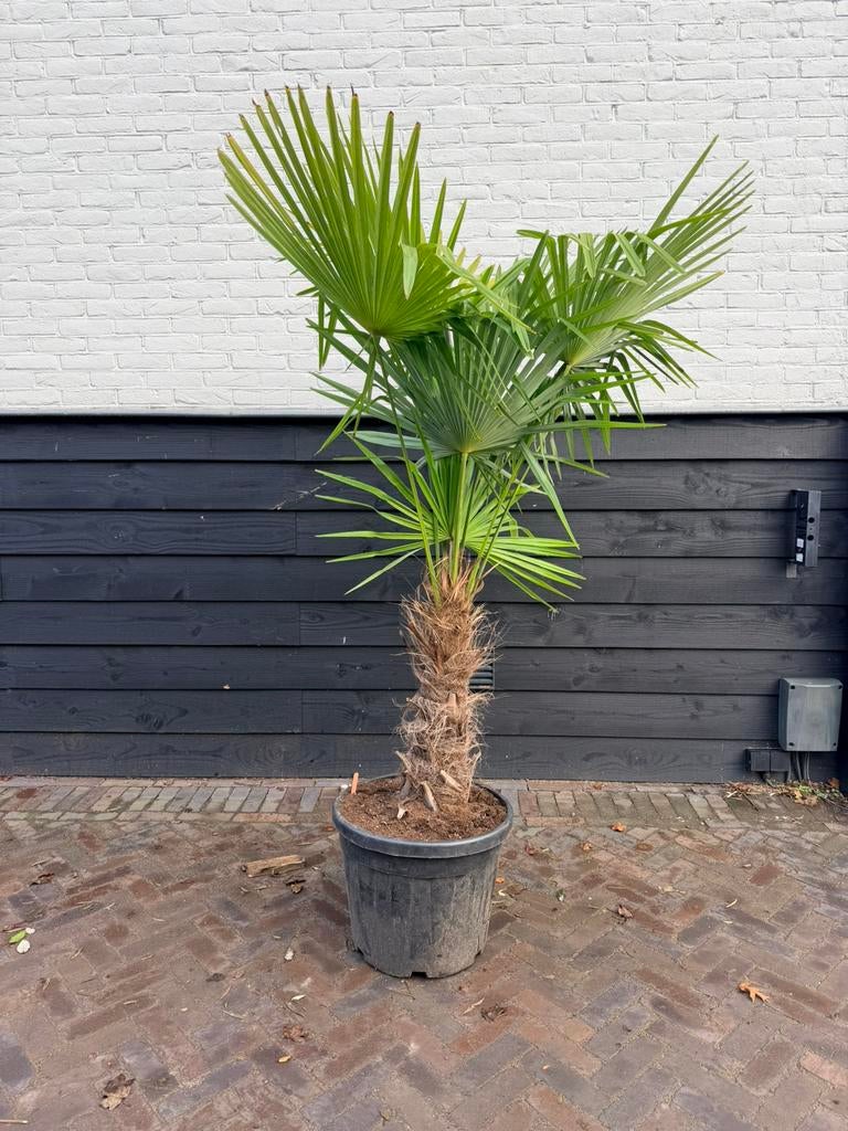 Trachycarpus fortunei palmbomen 50 cm stam, Tuin en Terras, Planten | Bomen, 100 tot 250 cm, Zomer, Palmboom, Ophalen