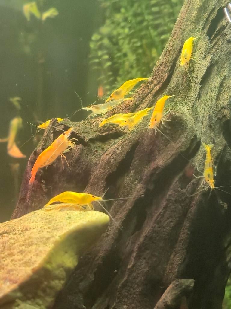 Neocaridina dwerggarnalen, Dieren en Toebehoren, Vissen | Aquariumvissen, Kreeft, Krab of Garnaal