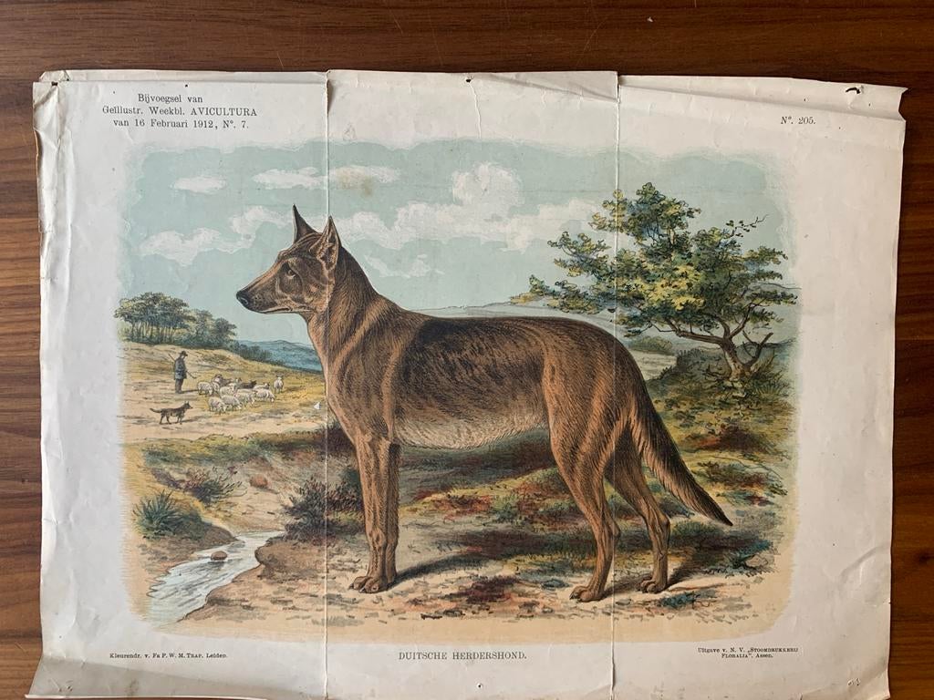 Duitsche Herder Prent uit 1912 - Avicultura, Ophalen of Verzenden, Natuur en Biologie