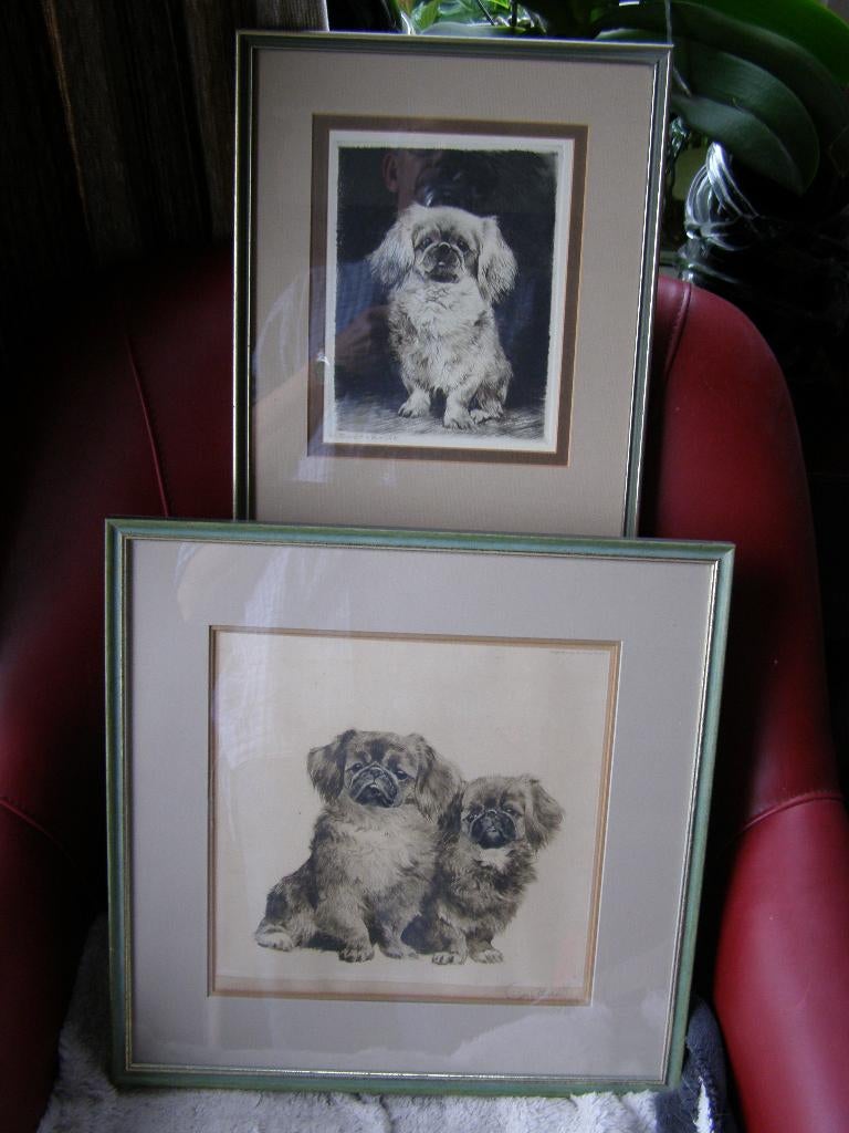 Kurt- Meyer Eberhardt honden, Ophalen of Verzenden
