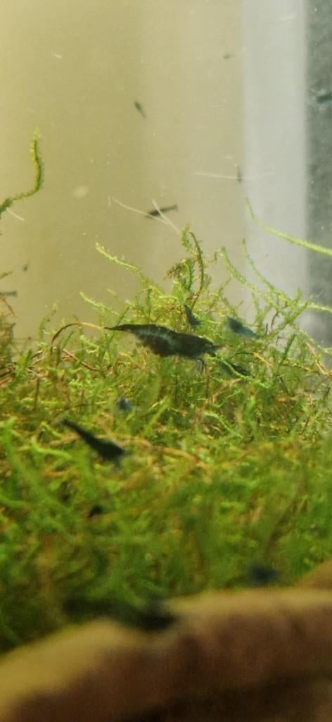 Blue Dream garnaal (Neocaridina), Kreeft, Krab of Garnaal, Zoetwatervis, Schoolvis