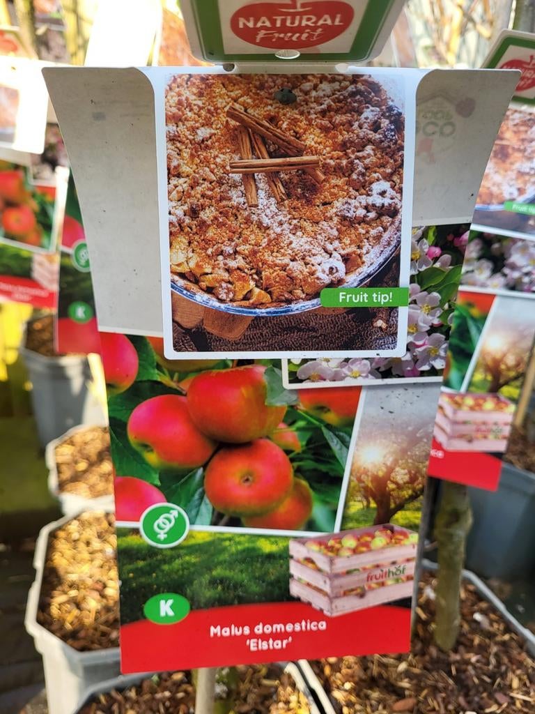 Fruitbomen te koop 3 voor €50, Tuin en Terras, Planten | Bomen, Volle zon, 100 tot 250 cm, Zomer, Overige soorten