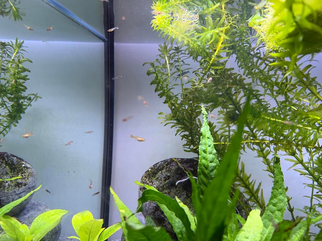 Babyguppen, guppies, guppy’s, guppen: 4 voor 1,-, Vis
