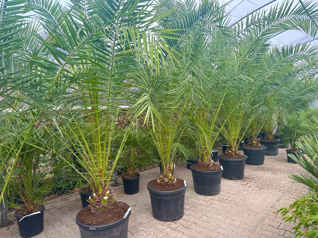 Phoenix canariensis (Canarische dadelpalm) 200/250 cm, Tuin en Terras, Planten | Bomen, Volle zon, Ophalen of Verzenden, 100 tot 250 cm