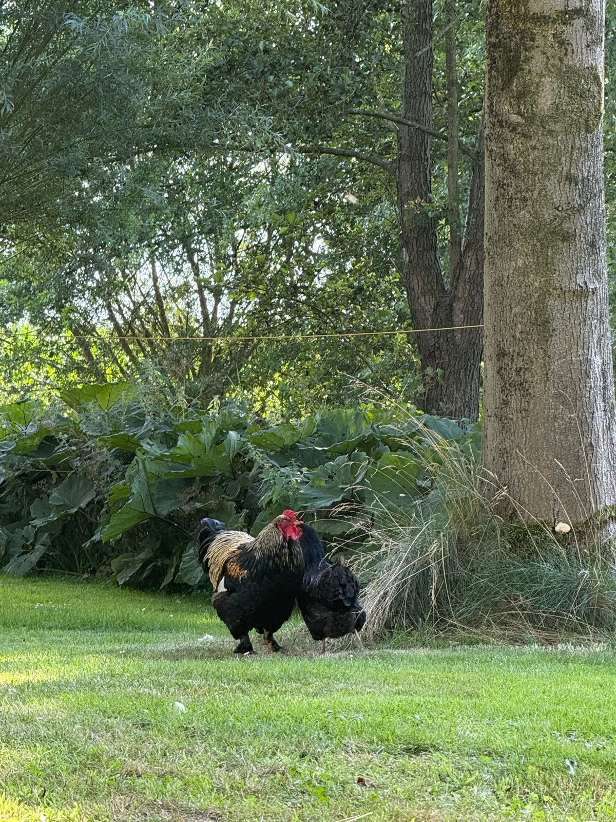 Barnevelder kip en haan, Dieren en Toebehoren, Pluimvee, Meerdere dieren, Kip