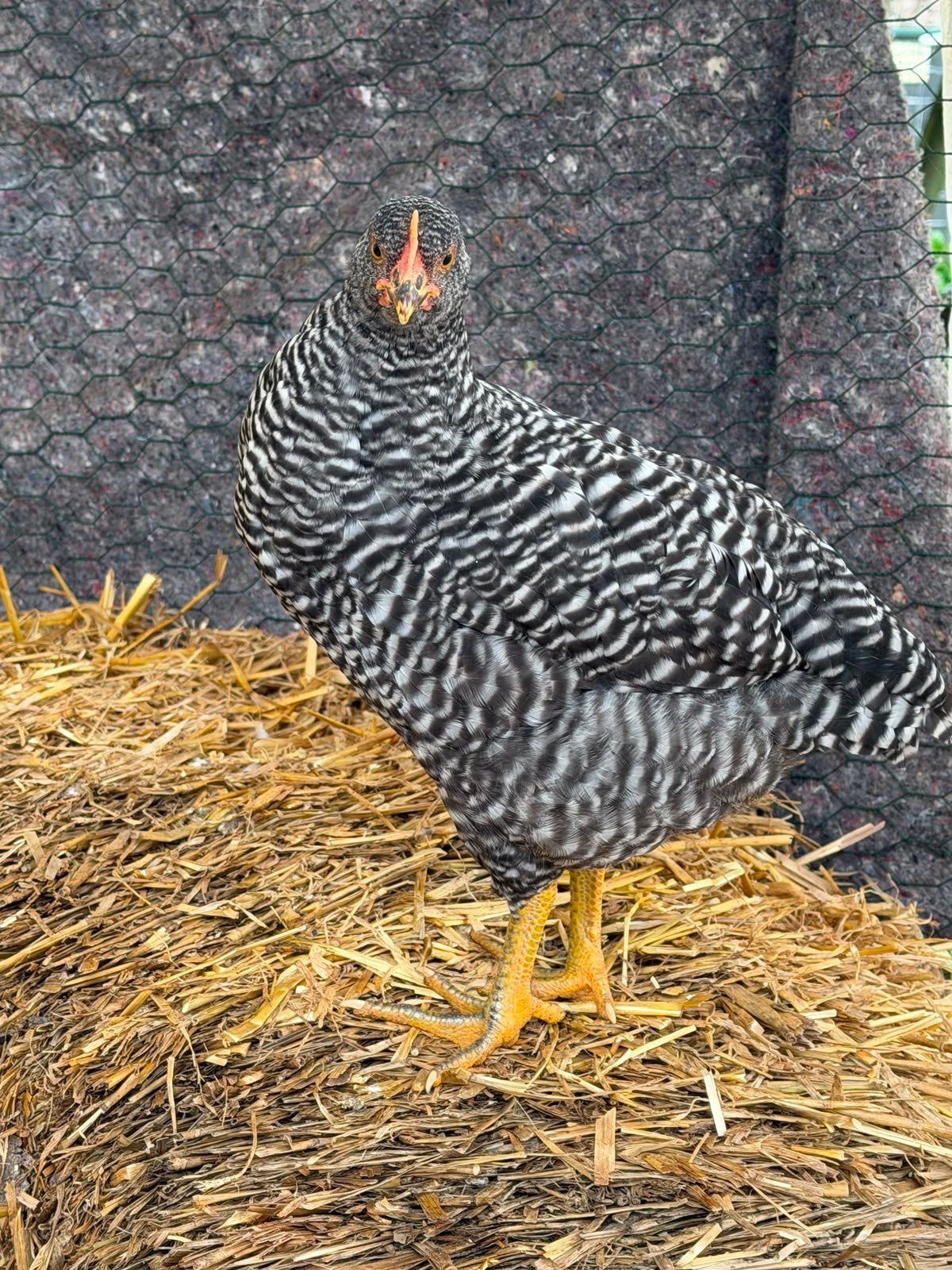 Amrock haan, Dieren en Toebehoren, Mannelijk, Kip