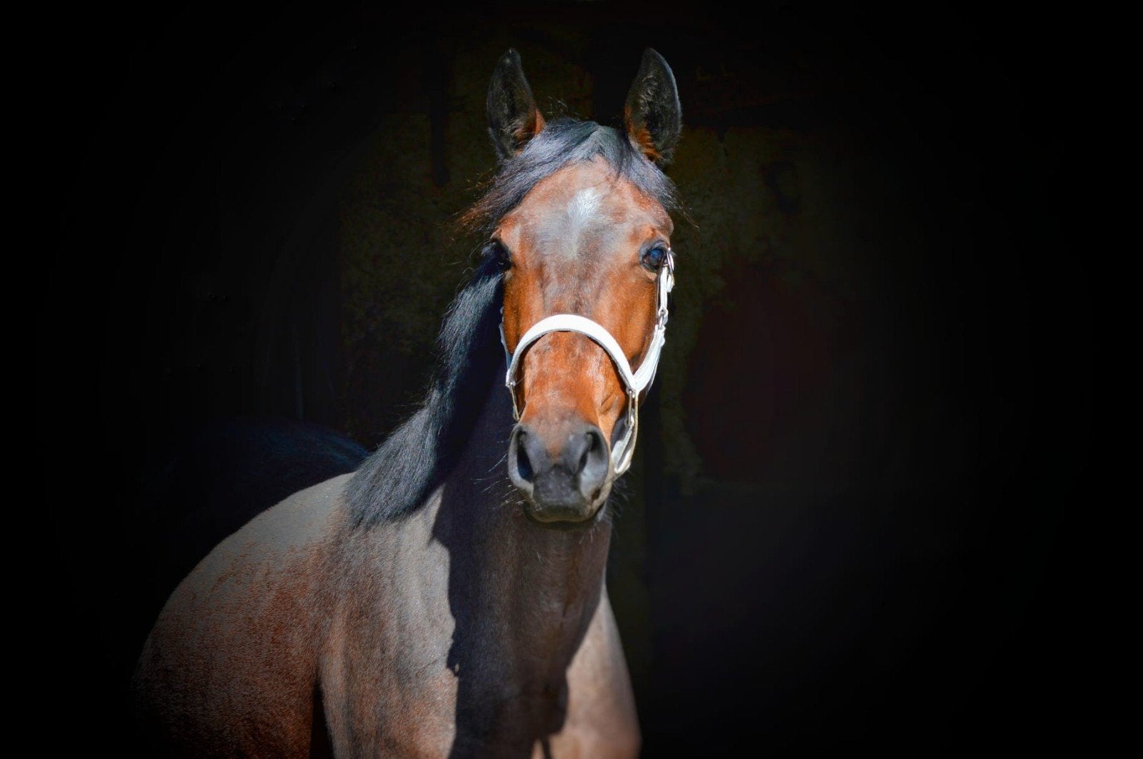 Nieuw advertentie 13/10: super leuke d pony, Merrie, Zadelmak, 3 tot 6 jaar