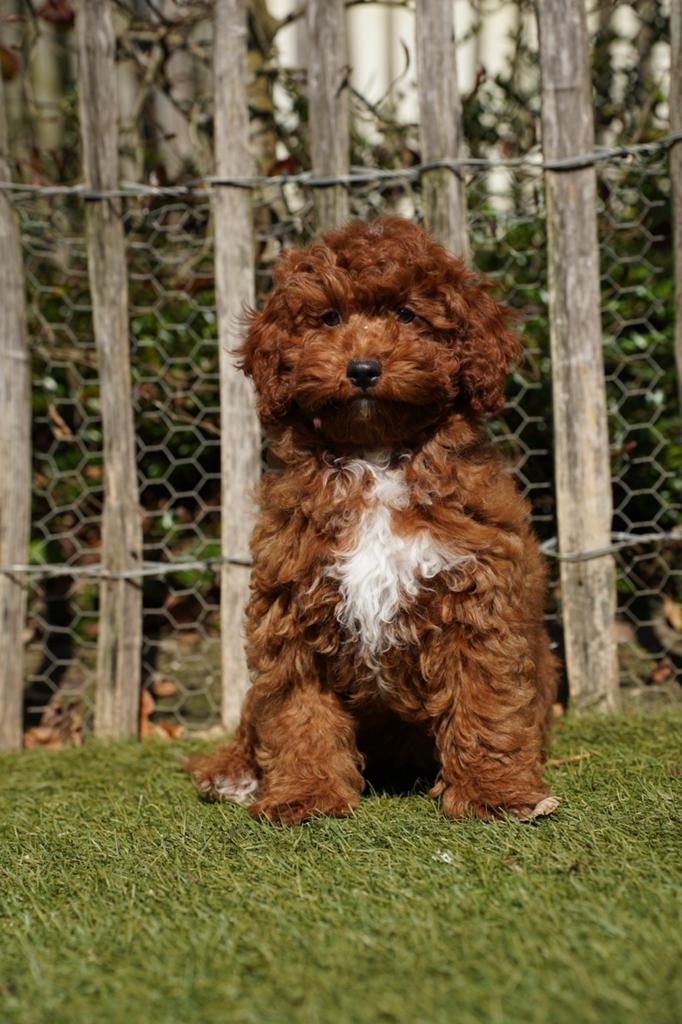 Mini Labradoodle pup | Teefje | Labradoodle x Dwergpoedel, Dieren en Toebehoren, Parvo, Nederland, 15 weken tot 1 jaar, Teef