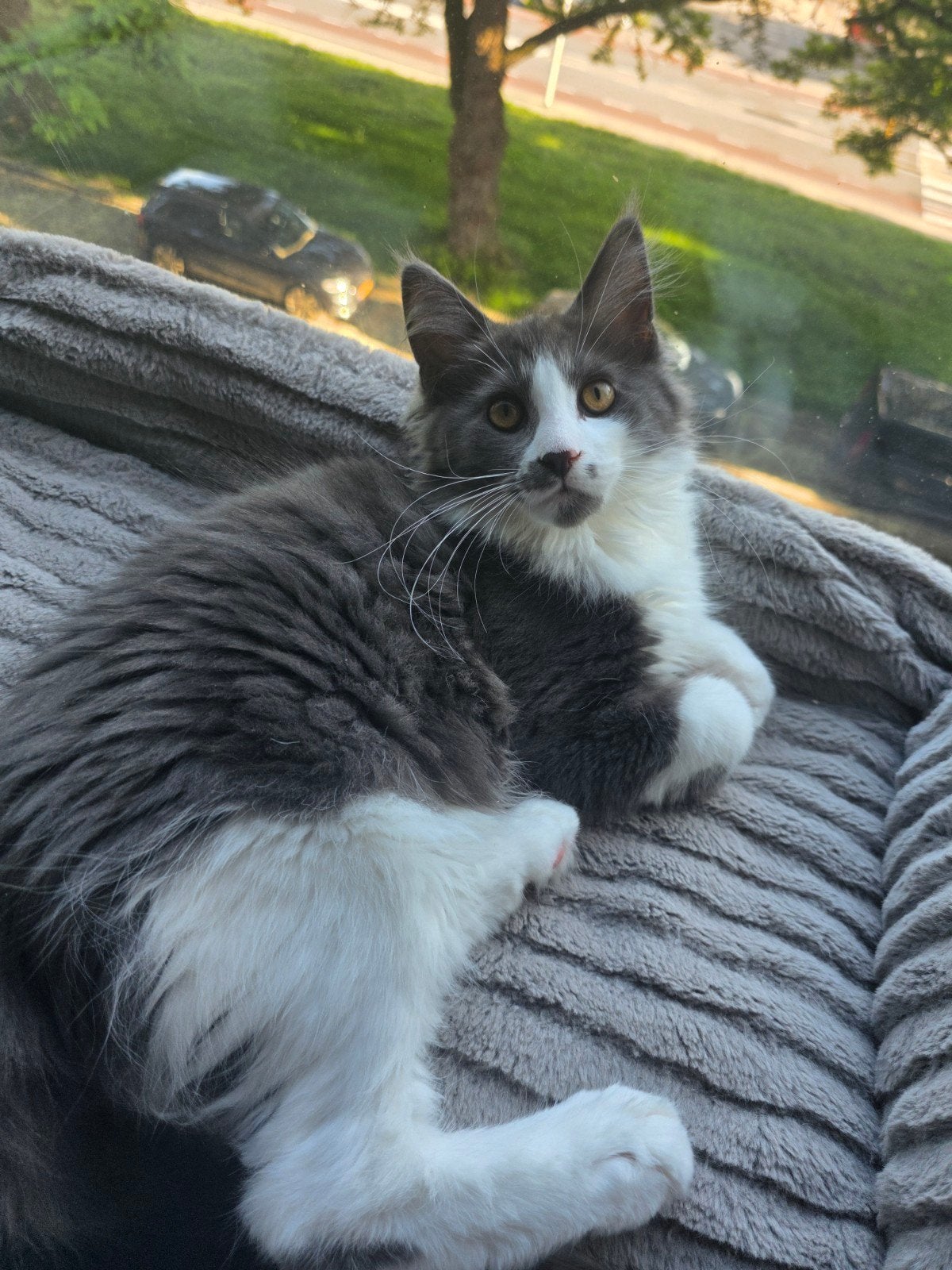 Maine coon kittens, Dieren en Toebehoren, Katten en Kittens | Raskatten | Langhaar, Meerdere dieren, Gechipt