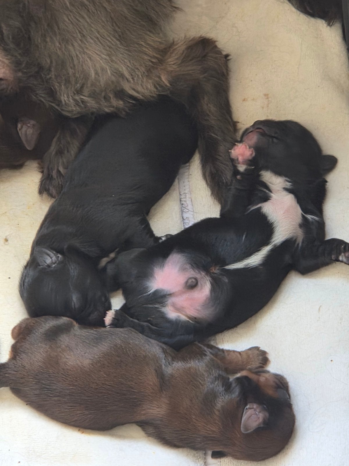 Prachtige shih tzu pups, Overige rassen, CDV (hondenziekte), 8 tot 15 weken, Meerdere