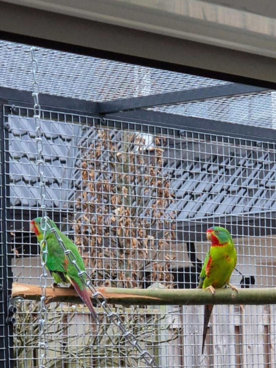 Koppel Swiftparkieten | Koppel Swiften, Dieren en Toebehoren, Meerdere dieren, Parkiet, Geringd