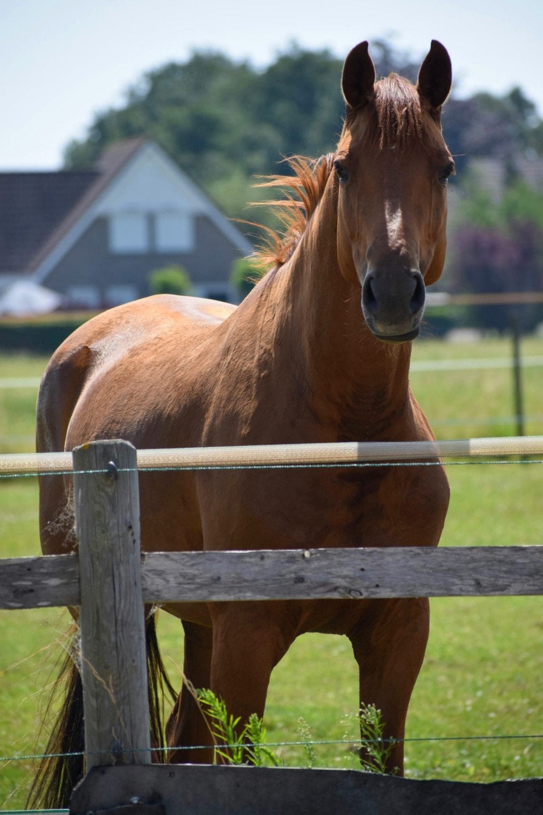 verzorger/stalhulp gezocht rijsenhout, Ophalen, MbF Equestrian, Mbf.equestrian@yahoo.com, Aalsmeerderweg