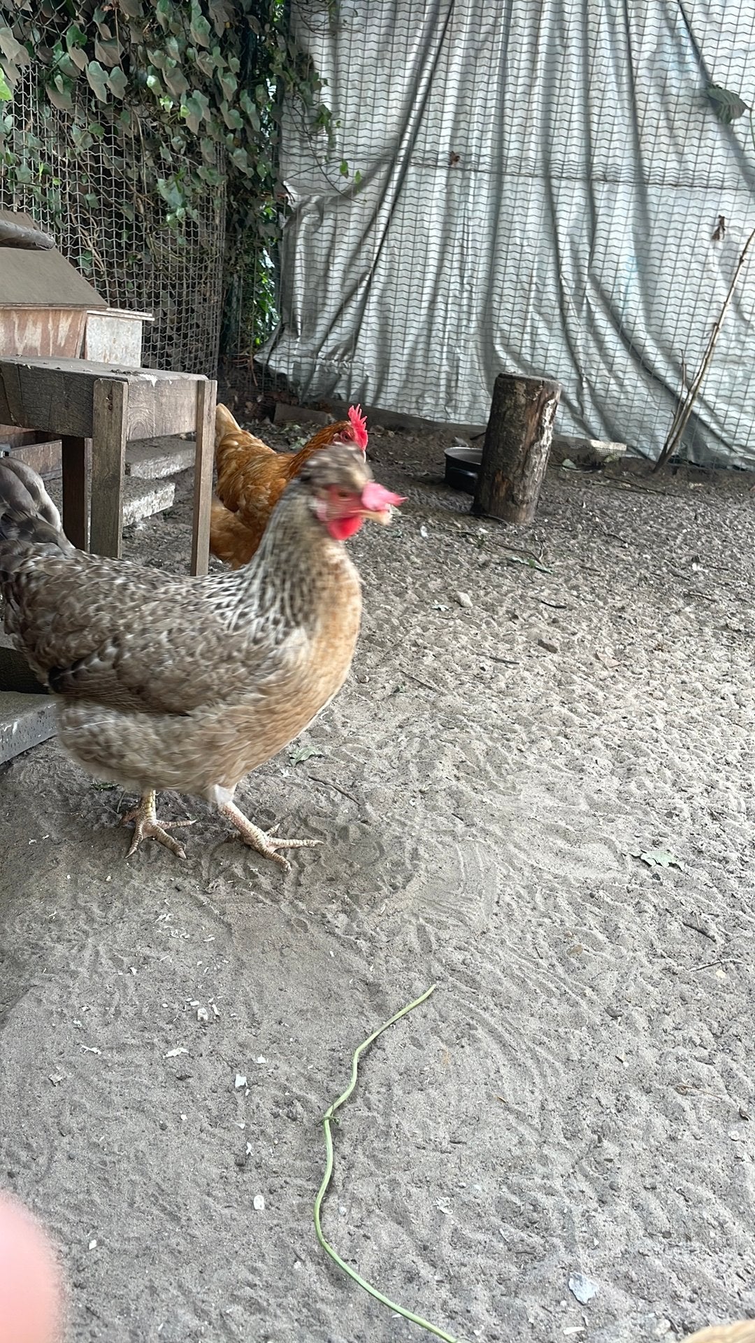 Cream legbar, Dieren en Toebehoren, Pluimvee, Kip, Vrouwelijk