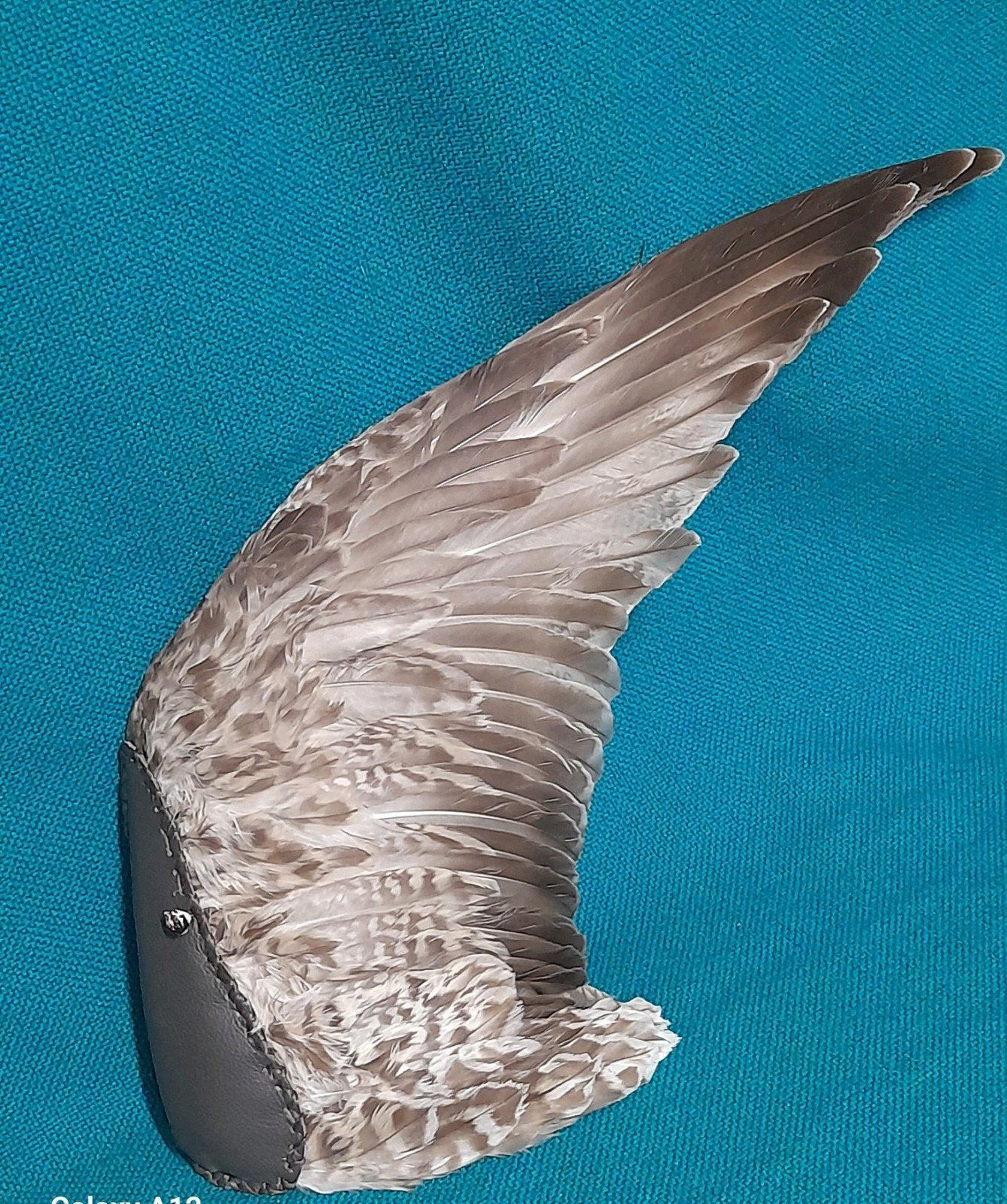 Prachtige smudgevleugel van Zilvermeeuw, Verzamelen, Ophalen of Verzenden, Nieuw, Vogel, Opgezet dier
