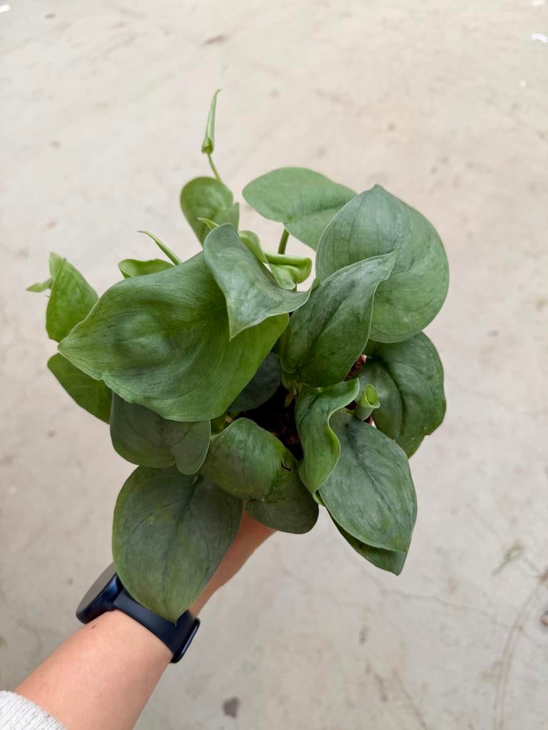 Scindapsus Silver Hero p12, Huis en Inrichting, Kamerplanten, Overige soorten, Minder dan 100 cm, Groene kamerplant, Halfschaduw