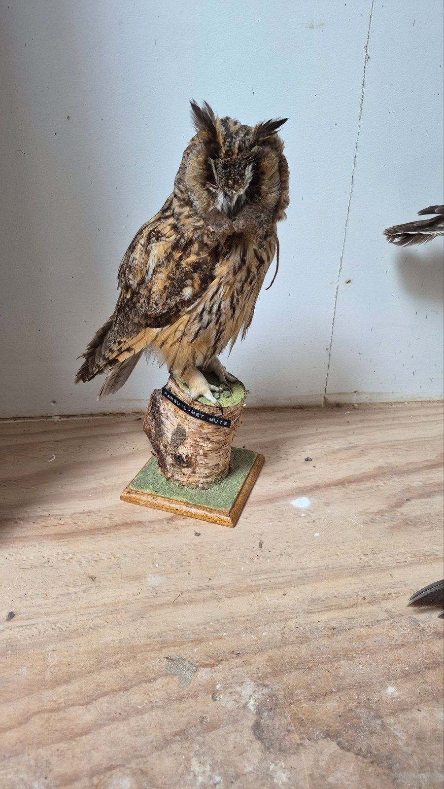 Prachtige Opgezette Ransuil Nieuwstaat!, Ophalen of Verzenden, Zo goed als nieuw, Vogel, Opgezet dier