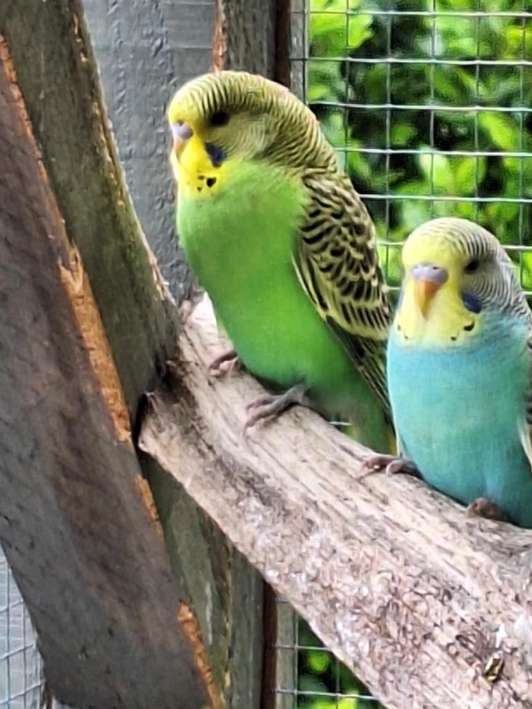 Jonge Grasparkieten, Dieren en Toebehoren, Vogels | Parkieten en Papegaaien