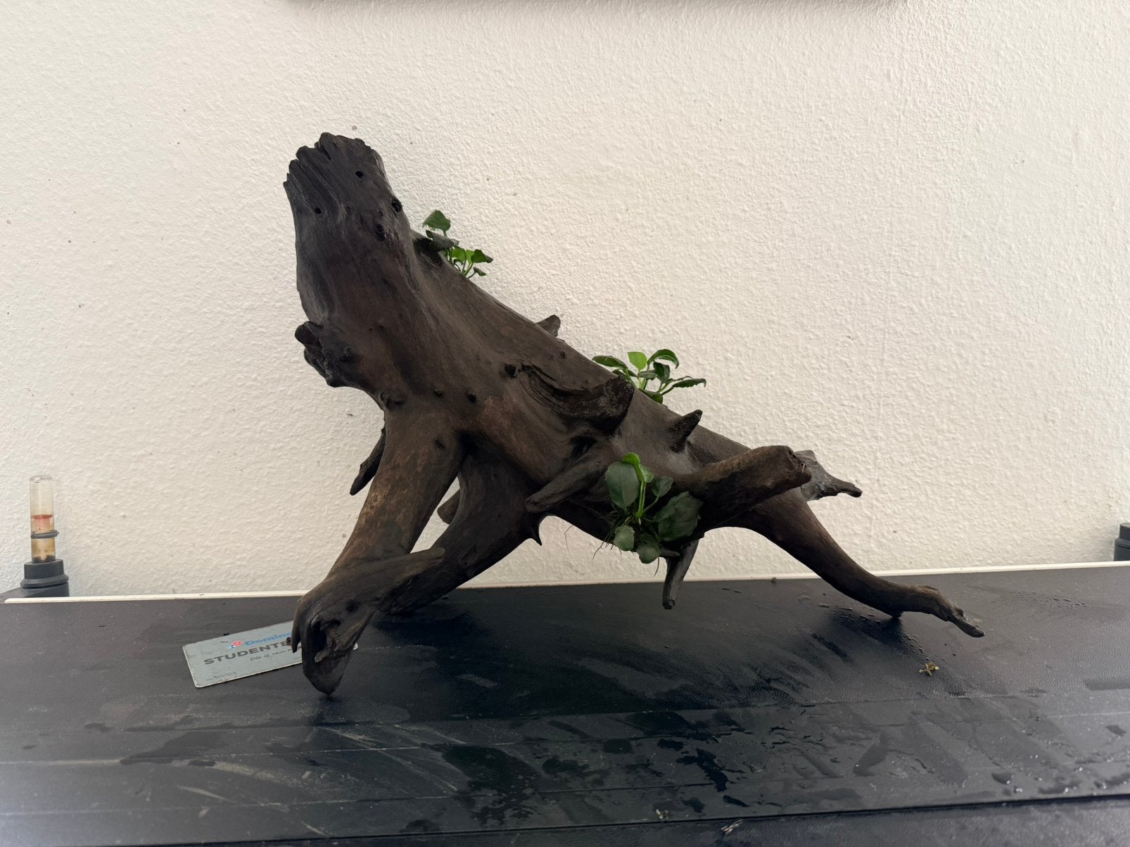 Prachtig stuk aquarium hout, Ophalen, Plant(en), Steen of Hout