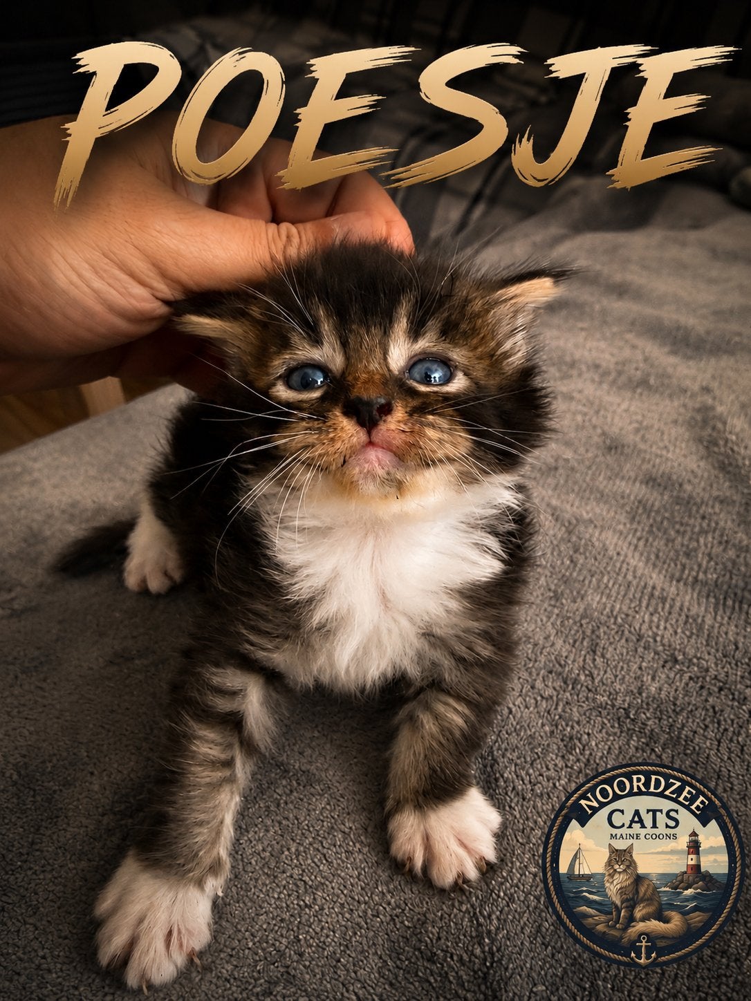 Premium XXL Maine Coon Kittens • 1 Jaar Gezondheidsgarantie, Meerdere dieren, Gechipt