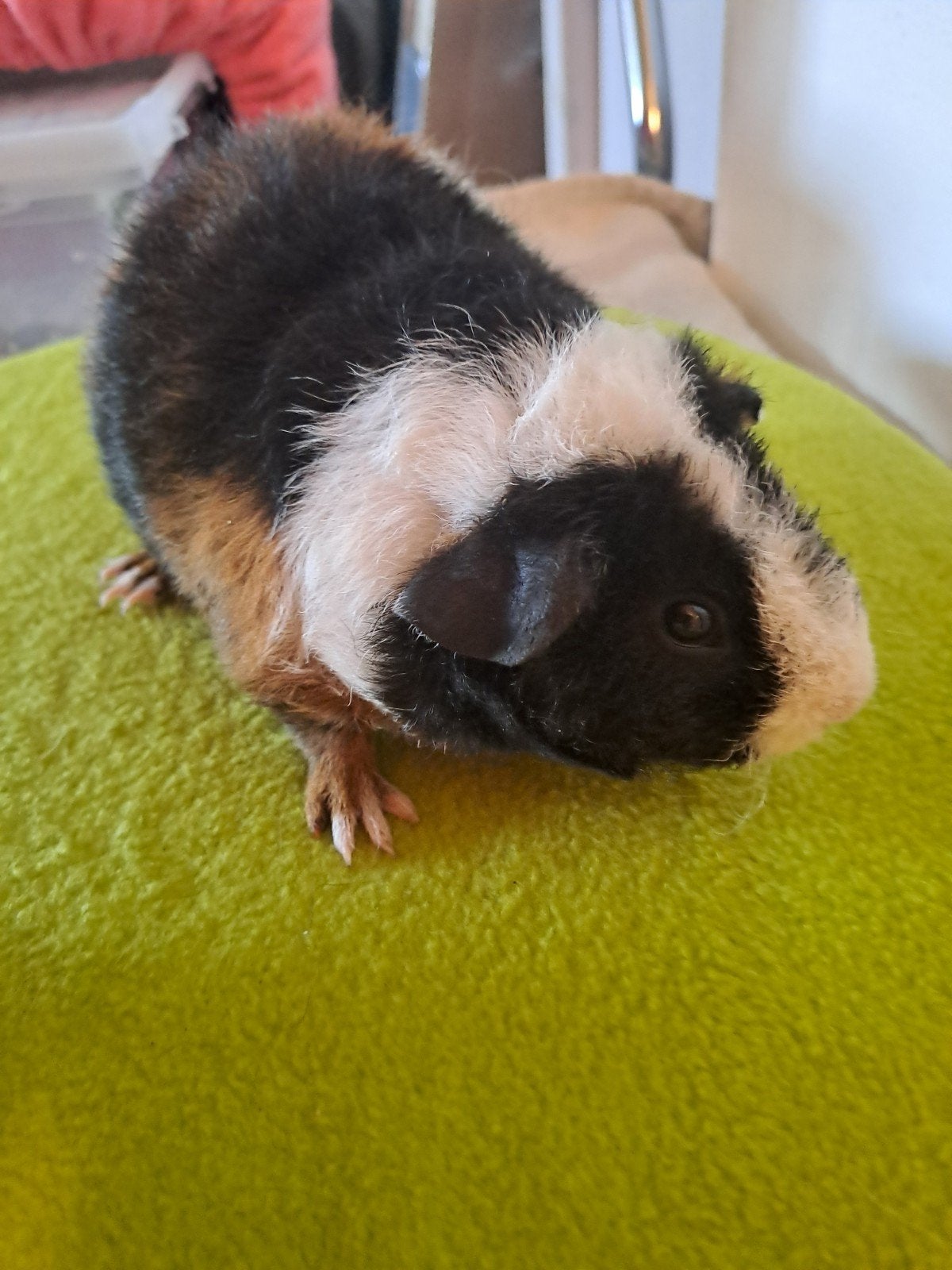 baby cavia mannetje, Dieren en Toebehoren, Knaagdieren, Cavia, Juni, Mannelijk, Tam