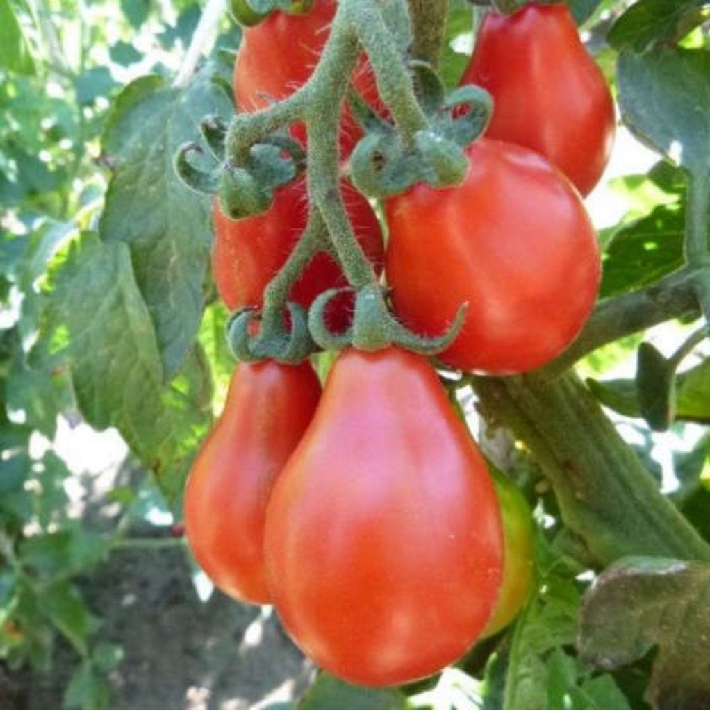 Sterke bio Tomatenplanten oud ras, Tuin en Terras, Ophalen, Volle zon, Groenteplanten, Eenjarig