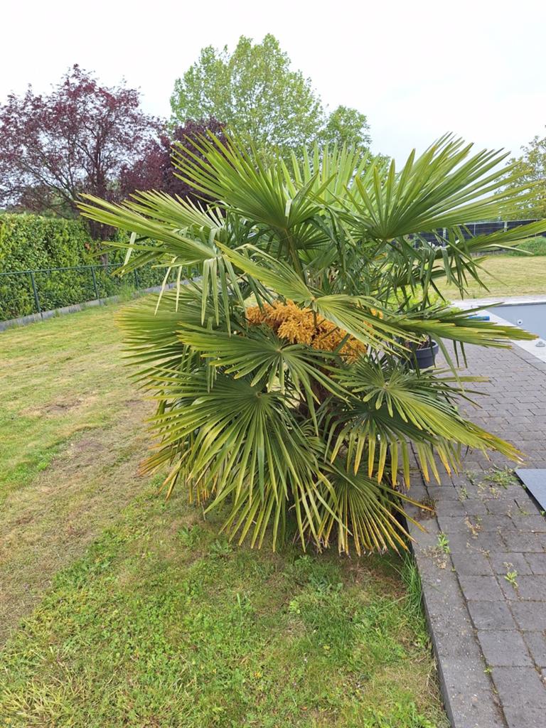 2 x chinese waaierpalm 2 meter +, Ophalen, Overige soorten, Volle zon