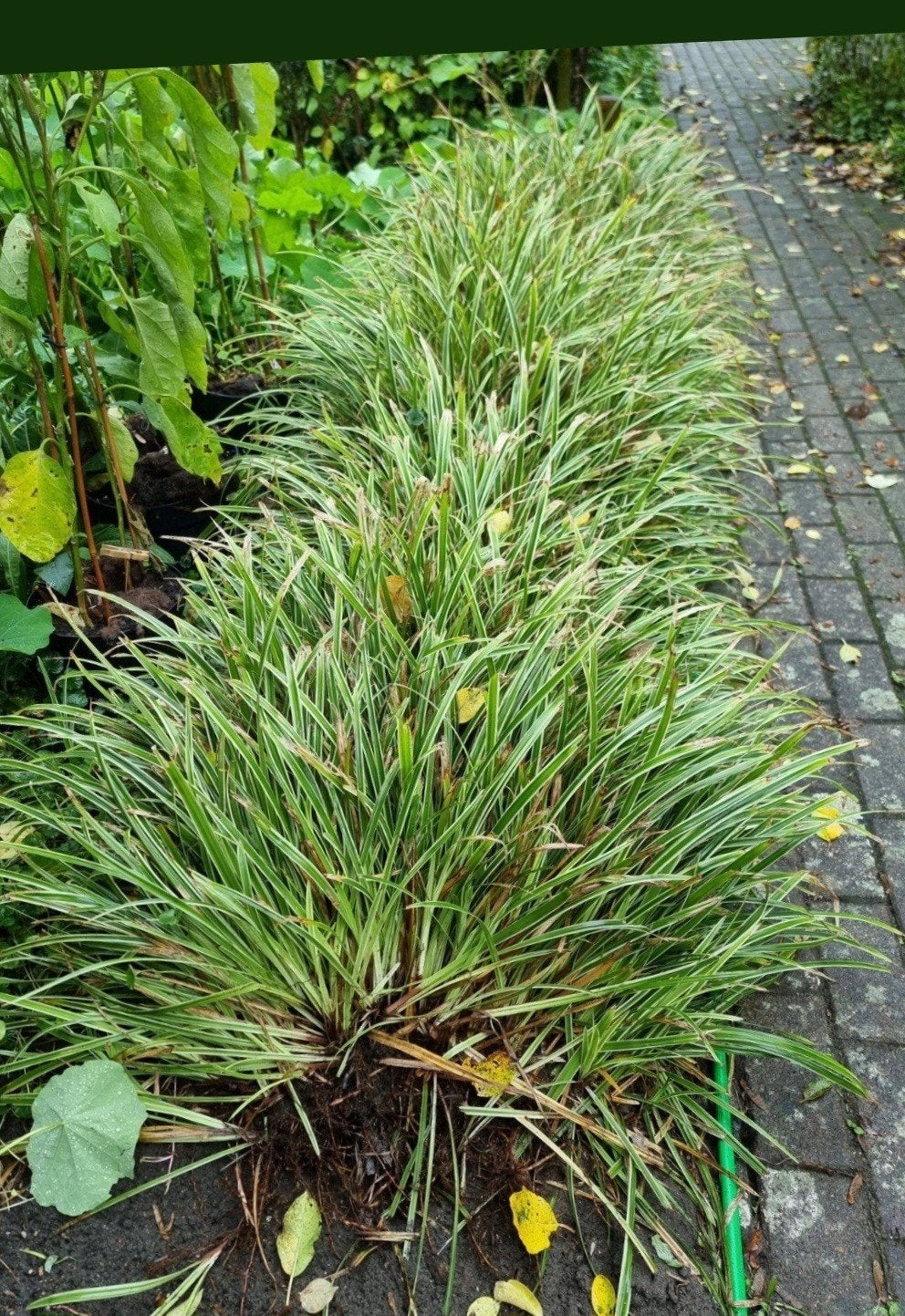 Gratis af te halen: grote BIOLOGISCHE planten/stekken, Ophalen, Volle zon