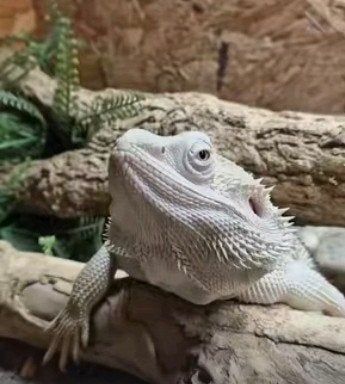 Zero baardagaam Bearded Dragon photo 4