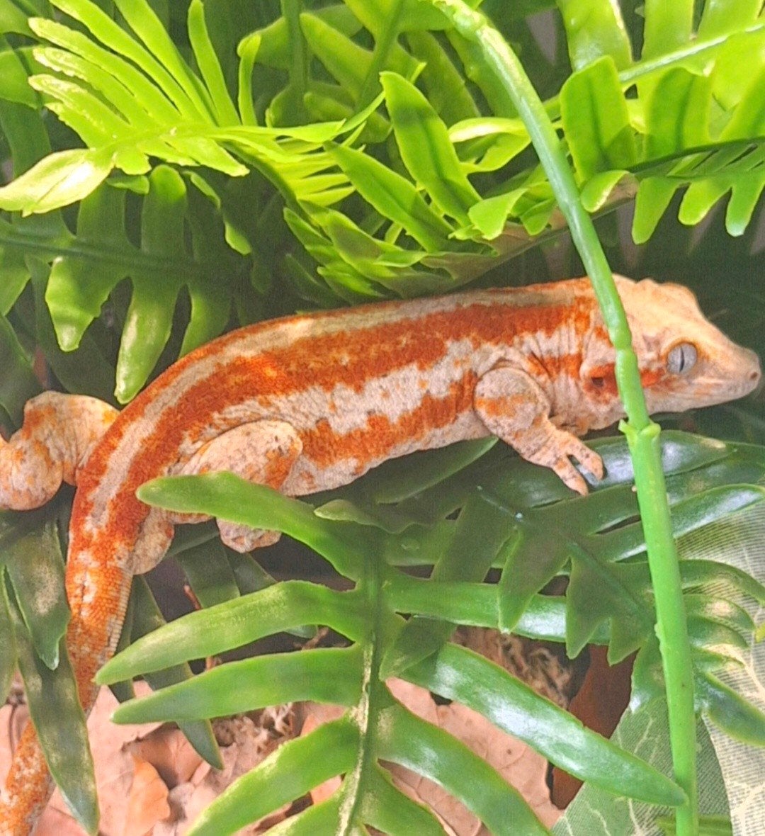 Nakweek redstripe gargoyle gekko high red, Dieren en Toebehoren, Reptielen en Amfibieën, Amfibie, 0 tot 2 jaar