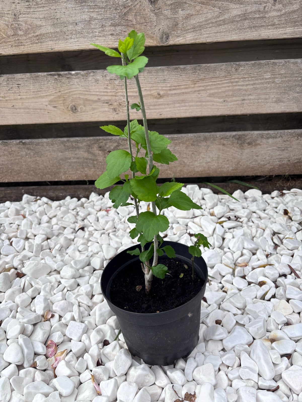Hibiscus - Winterhard - Vaste Plant, Overige soorten, Vaste plant, Ophalen of Verzenden, Bloeit niet