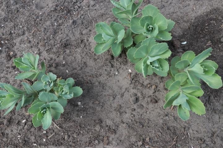 sedum, Ophalen, Bodembedekkers, Volle zon, Vaste plant