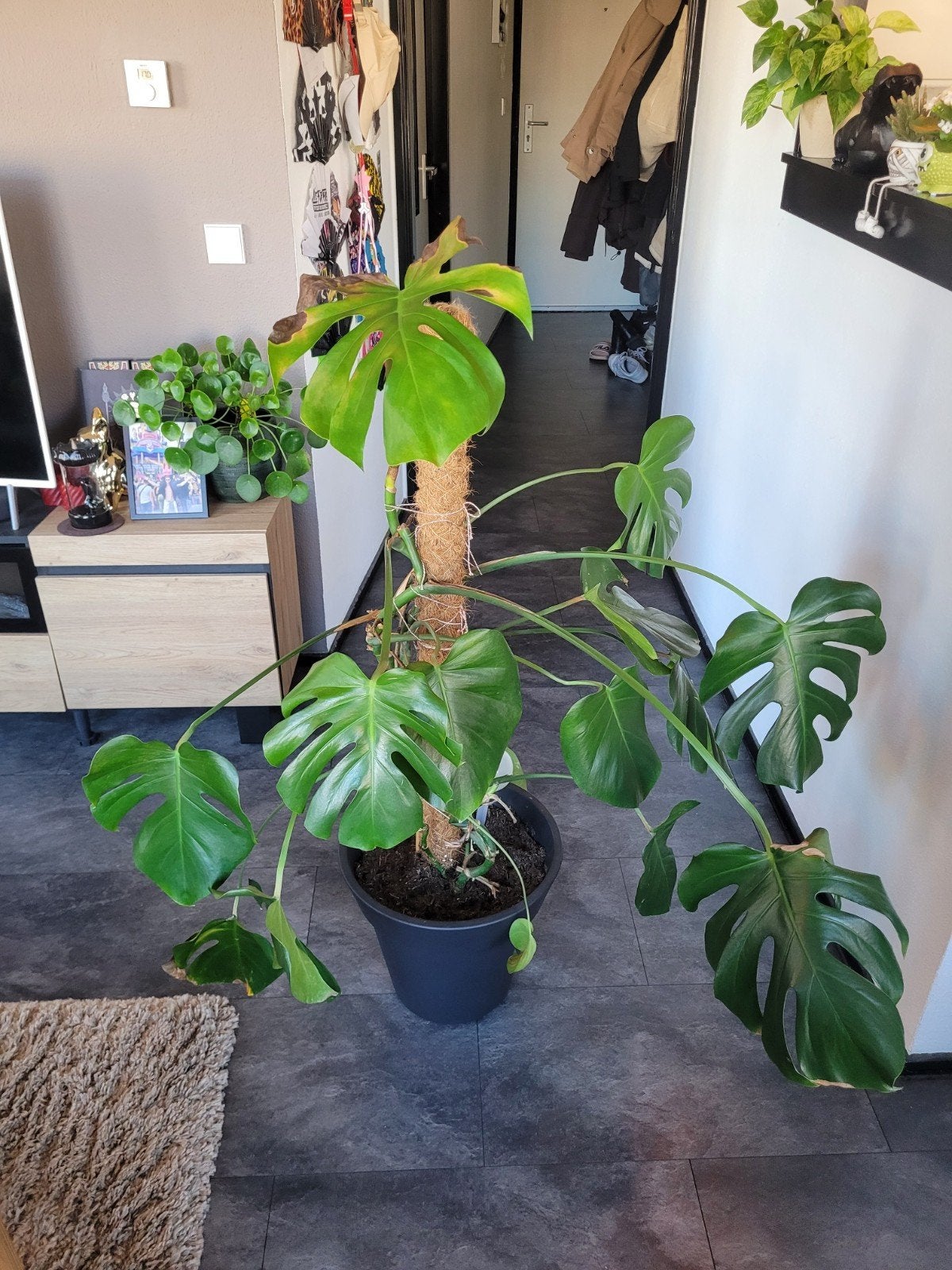 Grote Monstera Deliciosa kamerplant met mosstok, Huis en Inrichting, Ophalen, 100 tot 150 cm, Overige soorten, Halfschaduw