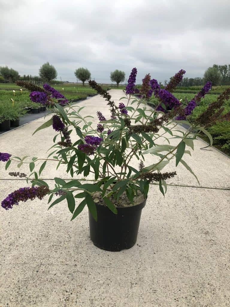 Vlinderstruik (Buddleja davidii 'Black Knight') in 7.5 liter, Volle zon, Vaste plant, Zomer, Ophalen