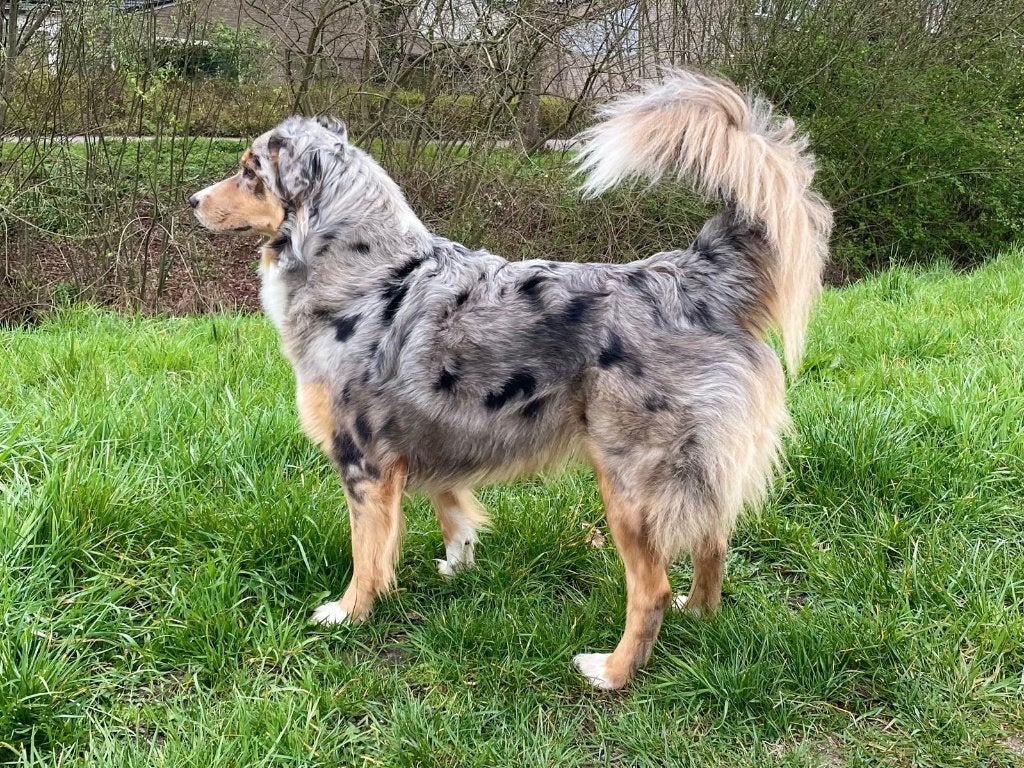 Vooraankondiging: Australian Shepherd-puppy’s, 8 tot 15 weken, Geslacht onbekend, Meerdere, CDV (hondenziekte)