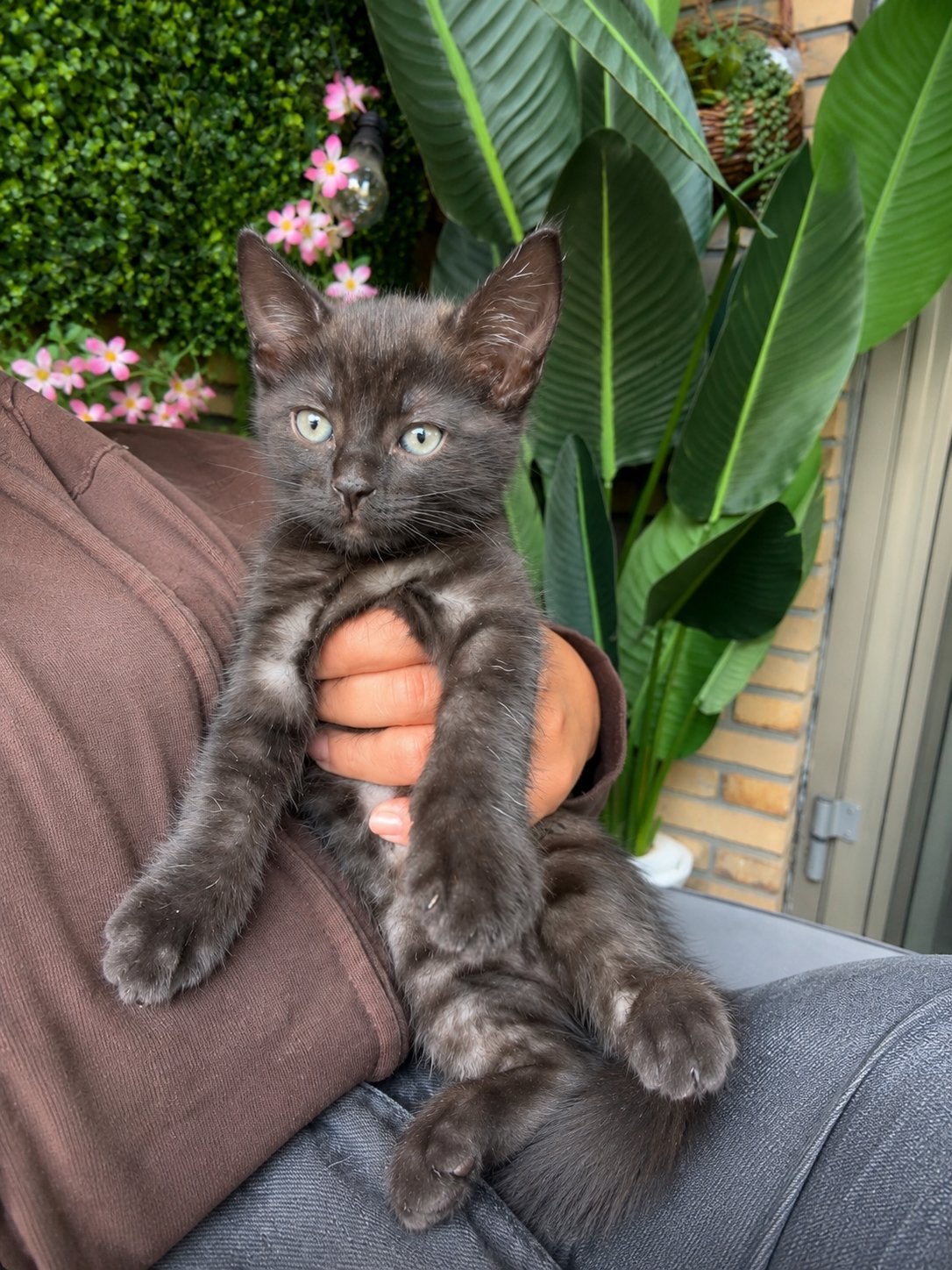 Mix blauwe rus mooi zwart met grijze strepen 9 weekjes ❤️, Kater, Met stamboom, 0 tot 2 jaar