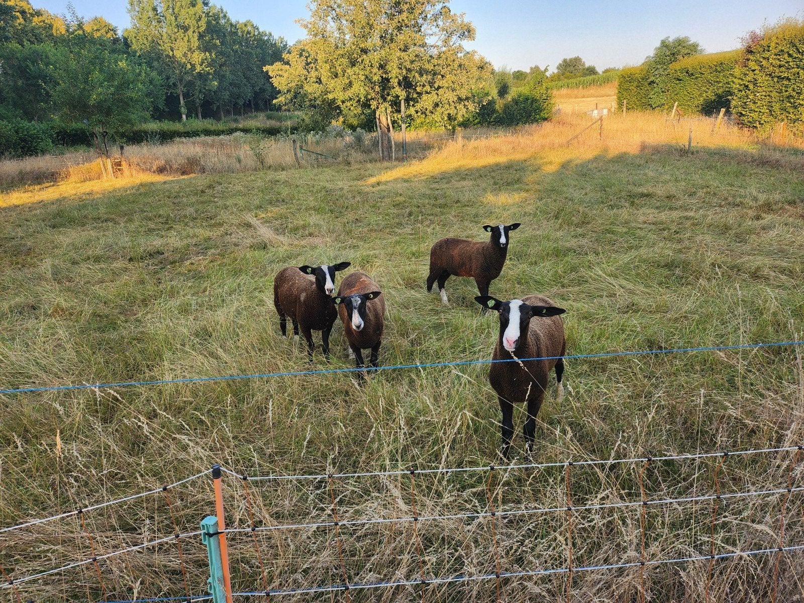 Zwartbles, 4x ramlam, nierfalenvrij, zwoegervrij, ARR/ARR, Mannelijk, Schaap, 0 tot 2 jaar