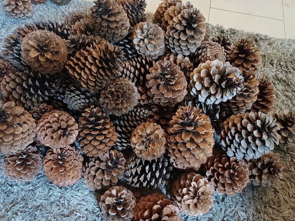 Dennenappels extra groot. Droog. Xl en XXL, Hobby en Vrije tijd, Knutselen, Ophalen of Verzenden, Nieuw, Knutselwerk