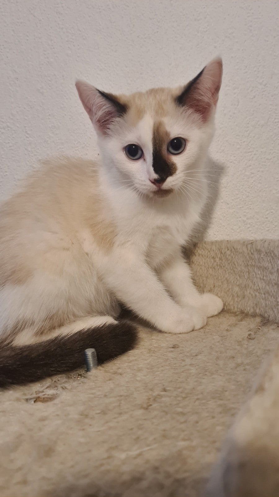 Katten van Ragdol moeder en Britse Korthaar vader, Poes