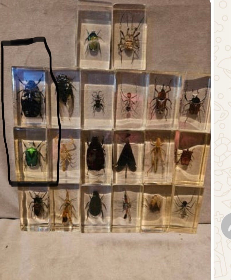 Kleine in epox, Dieren en Toebehoren, Overige soorten