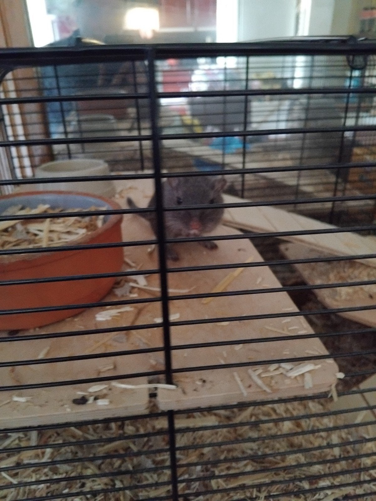gerbils, Ophalen, 110 cm of meer, Hok, Minder dan 60 cm