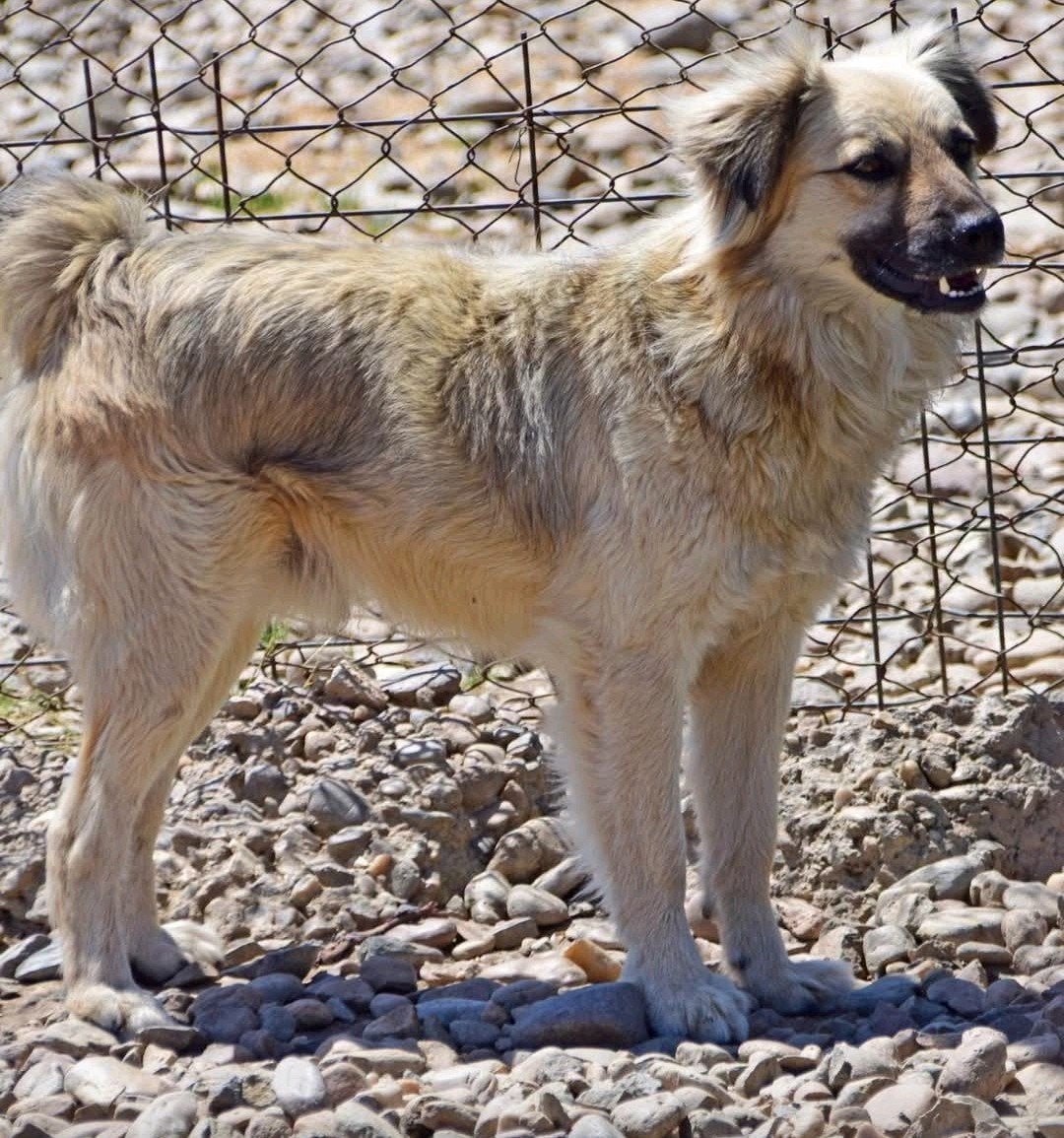 Stoere Taz ter adoptie!, Particulier, Reu, Buitenland, Eén hond