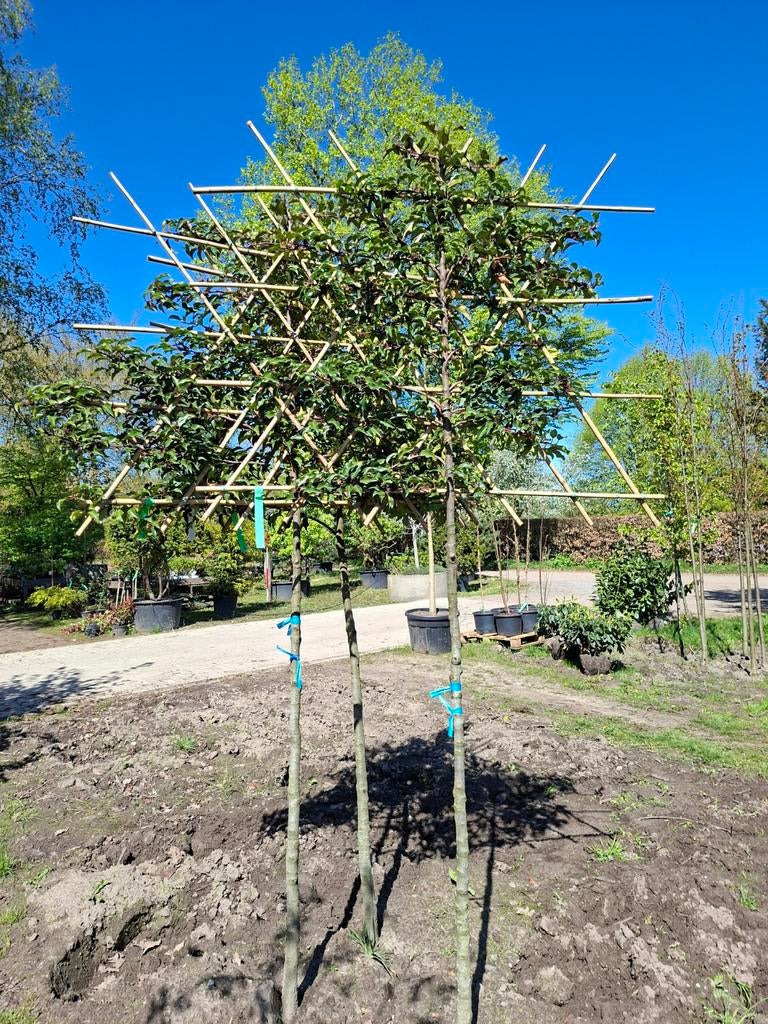 Portugese laurier 'Brenelia' leibomen, Bloeit niet, Halfschaduw, Overige soorten, 100 tot 250 cm