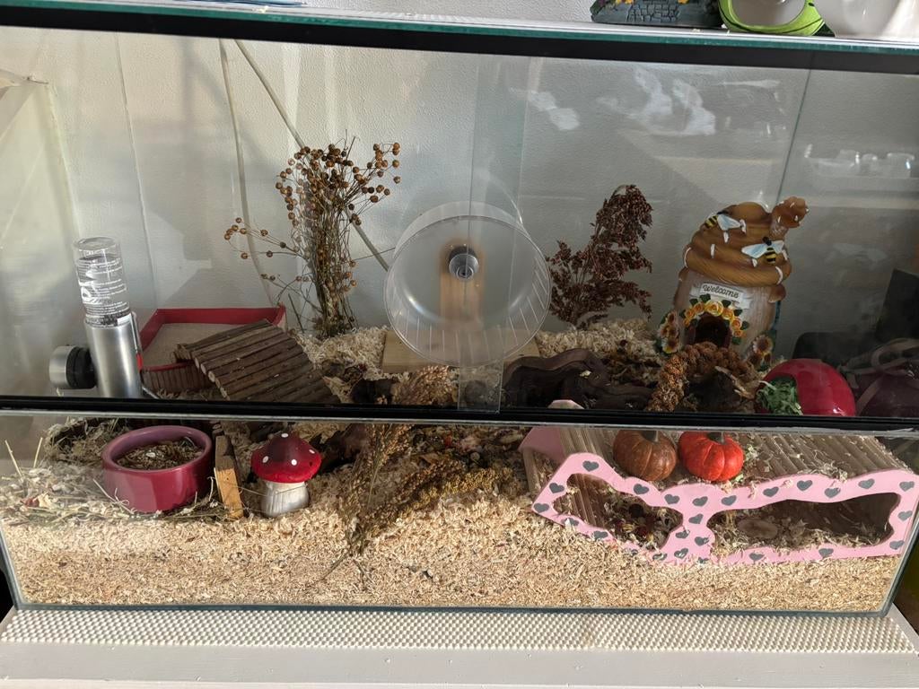 Knaagdieren terrarium, Kooi, Zo goed als nieuw, Hamster, 75 tot 110 cm