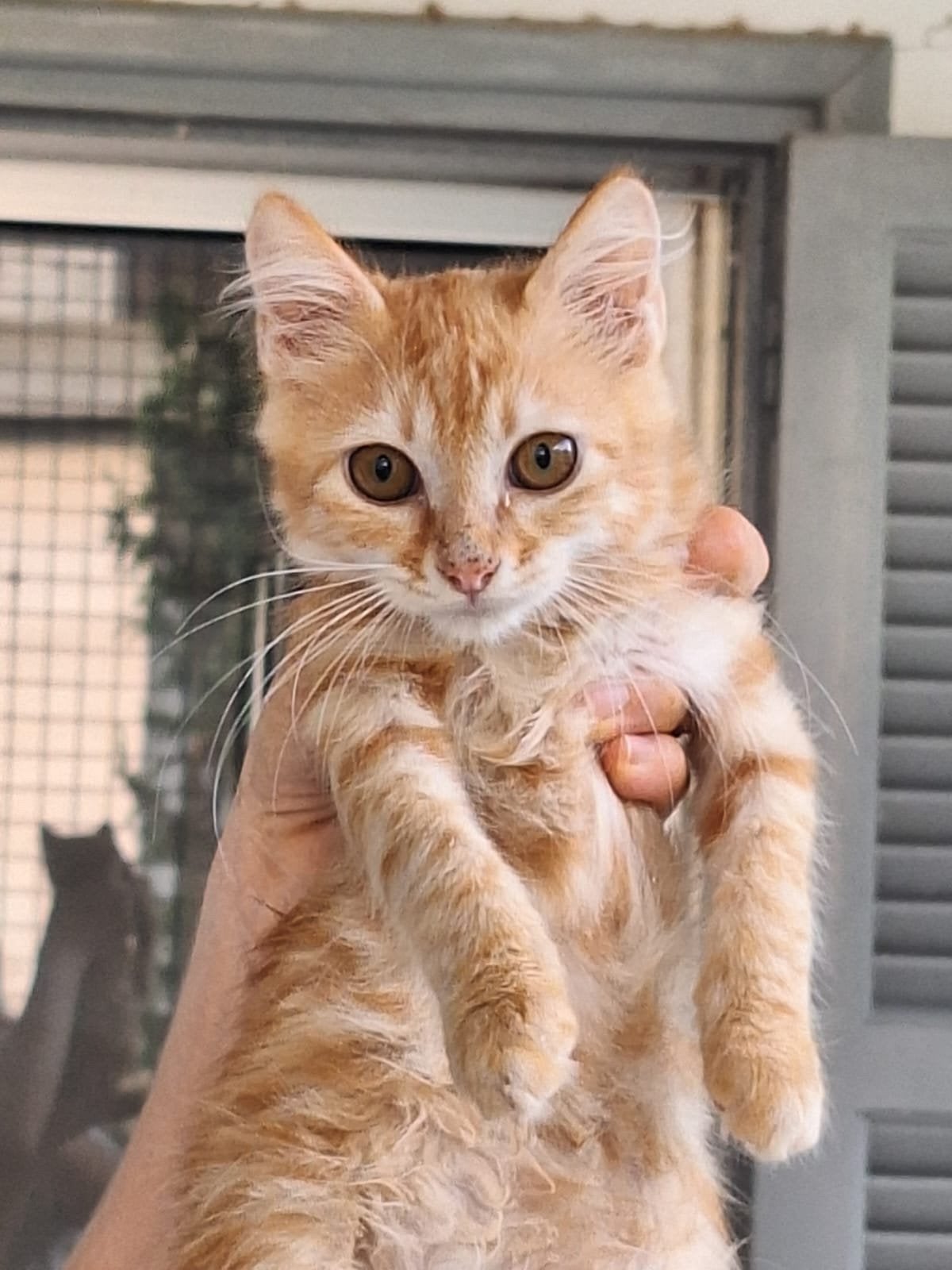 Boy3 halve  mnd (nog op Cyprus) zoekt forever home, Dieren en Toebehoren, Kater