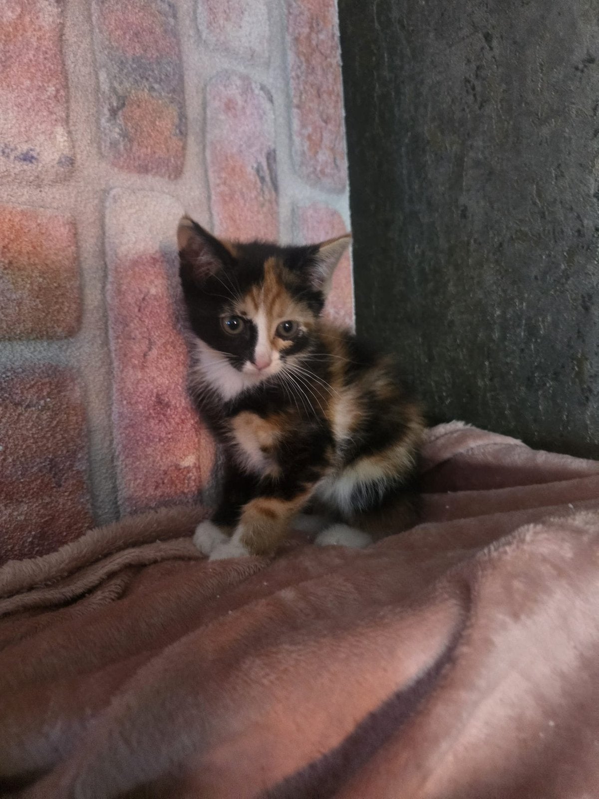 Prachtige kittens kruising mainecoon, Poes, Kortharig, 0 tot 2 jaar