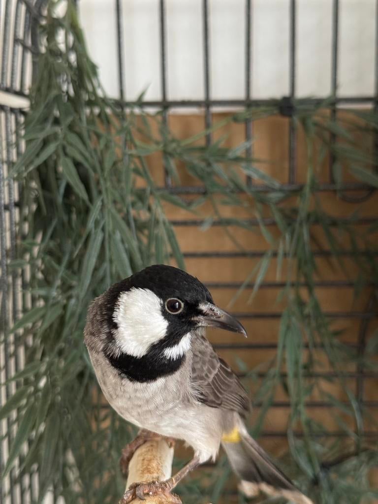 Witoorbuulbuul man (Lees beschrijving!), Mannelijk, Tropenvogel, Geringd